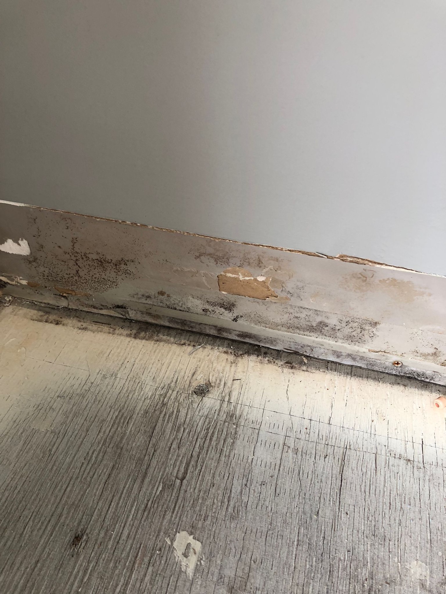 Mold growth on baseboard and subfloor at Newdale Court caused by water ingress from frozen balcony drains during North Vancouver winter