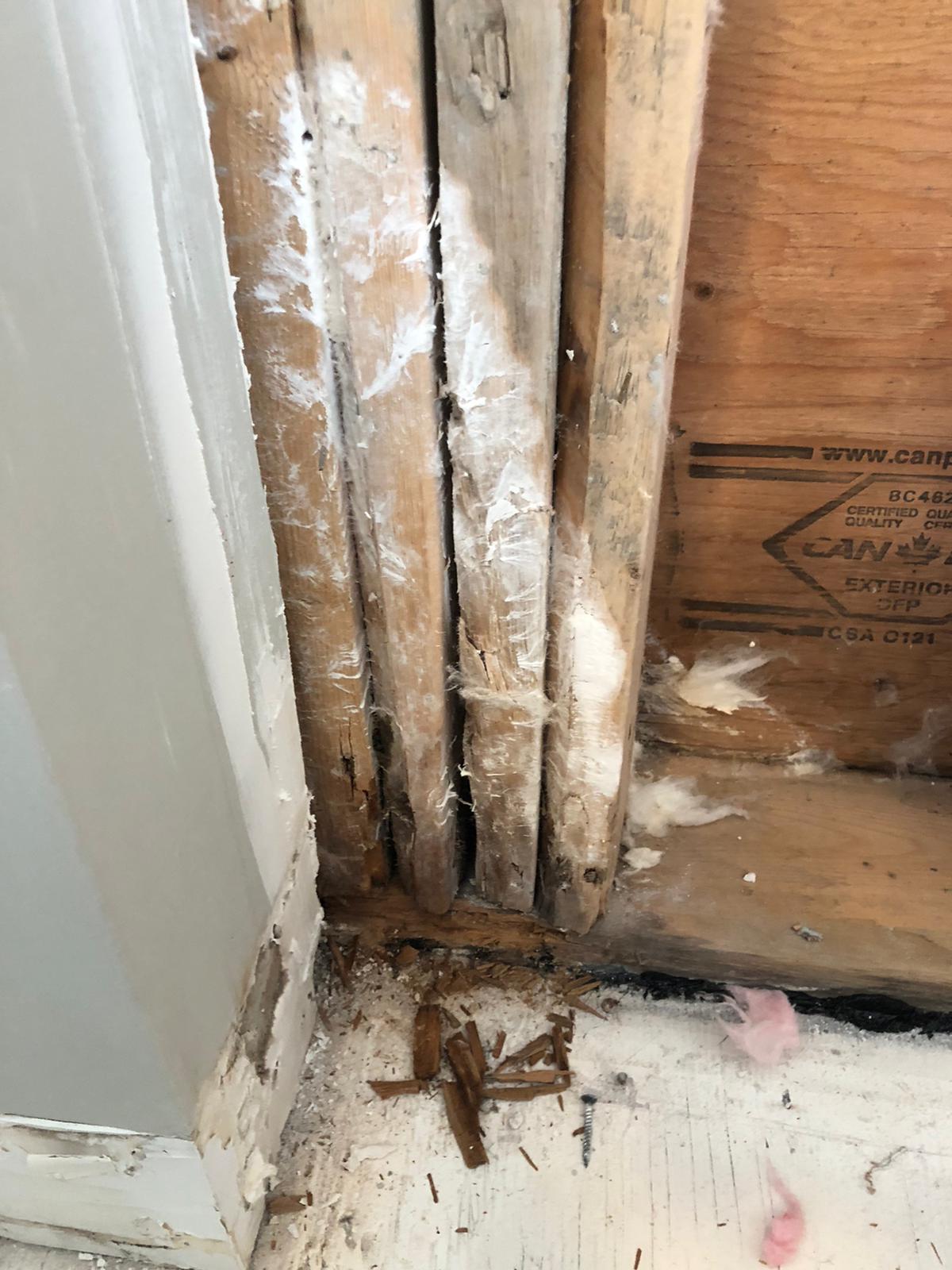 Close-up of rotted exterior wall studs at Newdale Court showing structural deterioration from prolonged water penetration behind Canfor sheathing